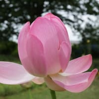 夏の花：大賀蓮