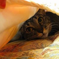 ハナの49日