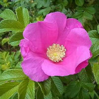季節の花「浜梨 （はまなす）」