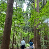 夏至に円山に登る