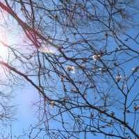 桜の開花宣言