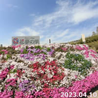 芝桜とネモフィラの丘へ　2023.04.10