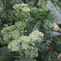 自家野菜が出来た