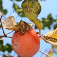 まさにスーパーフード！３つの材料を混ぜるだけで腸内環境を整える美味しい漬け物が簡単に作れます！腸活&免疫力アップレシピ｜大根・長芋