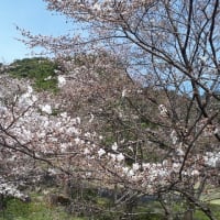 桜開花状況　3月31日午後