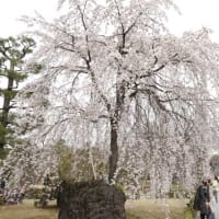京都二条城の桜