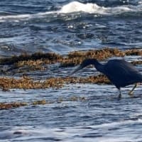 06/28探鳥記録写真：２０２５年4月に出会った鳥たち②