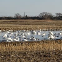 久しぶりに白鳥の郷を訪ねてみた　　　　　２０２５年１月２８日　火曜日