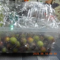 白菜と小梅漬けました