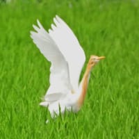 アマサギ　一羽だけでしたが