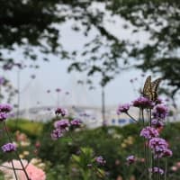“港の見える丘公園と蝶々”．．．！！【2024.5.25（土）】