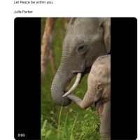 使役動詞の「let」【 |連続| 第1756回英文ニュース記事で学ぶ「英文法さかさ勉強法」】