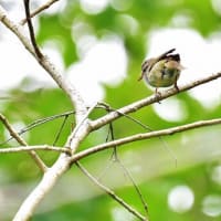 今季のキビタキくん、ようやくお初の顔見せね