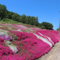 三島さんの芝桜庭園　　～　俱知安