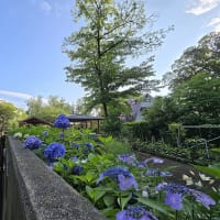 散歩道の風景　2024年12月～2025年7月　　＃2　玉川上水　緑道