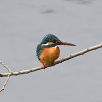 多摩川のカワセミ