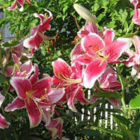 夏のオアシス花盛り(*^-^*)　　+　　情報