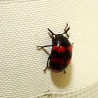 428 モンキゴミムシダマシ