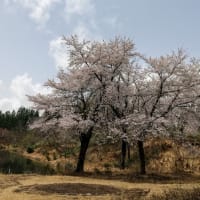 魚沼福山峠の雪上桜