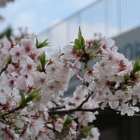 ４月の吉祥寺・井の頭公園