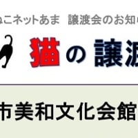 猫の顔相(=^・^=)診断