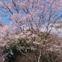 桜を求めて万博記念公園に🌸