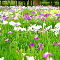 2025年6月「花菖蒲」を記録してきました。