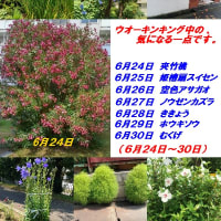 　　６月、４回目の、ウオーキンキング中の、気になる一点です。