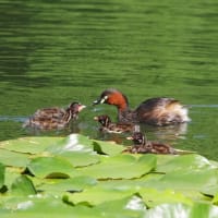 カイツブリの子育て
