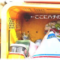 ハチの巣「セグロアシナガバチ」