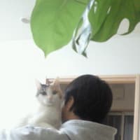 抱っこだニャ
