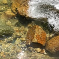 久々の渓流釣りに出かけたが… 【翌日編】