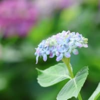 秋吉台と紫陽花