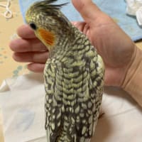 オカメインコの雛ちゃん達(๑･̑◡･̑๑)
