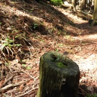 面さん・サナさんと富士見峠