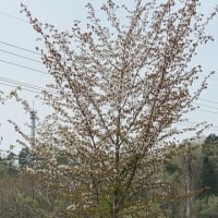 田舎遊び・・・！