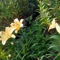 　ユリ終盤　野菜収穫オクラ・ナス大量