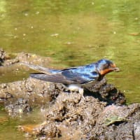 秋風と共に玄鳥去る