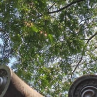 梅雨の真っ最中。境内の季節の花々