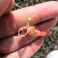 久しぶりの釣り〜！
