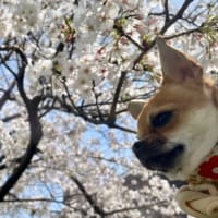 桜の花　＆　映画の備忘録