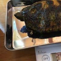 初めてのアメハコ