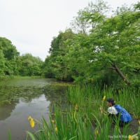 朝の自然池で