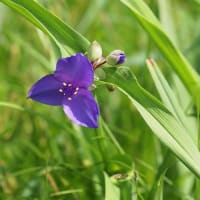 白・紫の花々