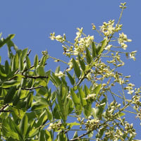 縁起の良い木エンジュの花と豆果