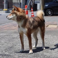 無償里親募集中！四国犬！メス！4歳11ヶ月！