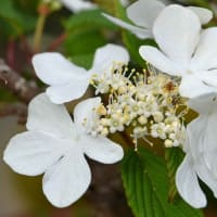 鉢植えのヤブデマリ「ピンクビューティー」（１）白い花
