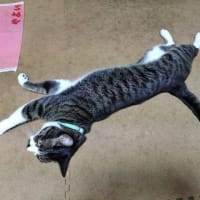 7月10日（木）もうこの蒸し暑さを耐えるの無理