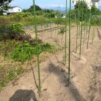 ミニトマト定植