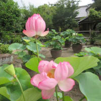 第3回目　大和１３佛霊場　午後のお参り　第２番・西大寺へ